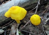 Humidicutis marginata var. concolor image