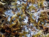 Normandina pulchella image