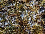Normandina pulchella image