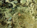 Biatoropsis usnearum image