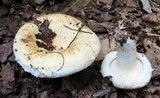 Lactarius deceptivus image