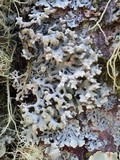 Hypogymnia tubulosa image