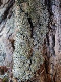 Hypotrachyna endochlora image