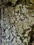 Hypotrachyna endochlora image