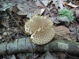 Boletellus chrysenteroides image