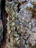 Cladonia chlorophaea image