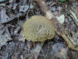 Boletus vermiculosoides image