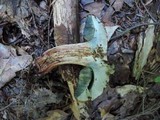 Boletus vermiculosoides image