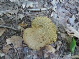 Boletus vermiculosoides image