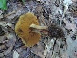 Boletus vermiculosoides image