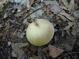Retiboletus griseus image