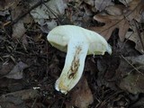 Retiboletus griseus image