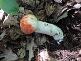 Leccinum insigne image