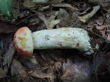 Leccinum insigne image