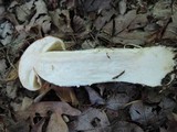 Leccinum insigne image