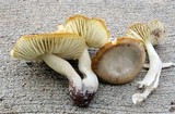 Hygrocybe nitrata image