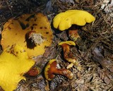 Buchwaldoboletus hemichrysus image