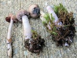 Cortinarius evernius image