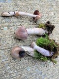 Cortinarius evernius image