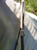 Irpex lacteus image