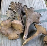 Cantharellus cinereus image