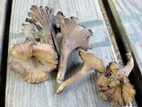 Cantharellus cinereus image