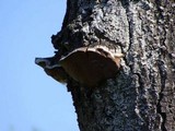 Phellinus tremulae image