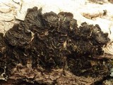 Collema furfuraceum image