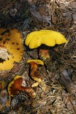 Buchwaldoboletus hemichrysus image