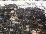 Collema furfuraceum image