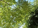 Collema furfuraceum image