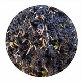 Collema auriforme image