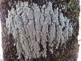 Pertusaria hymenea image