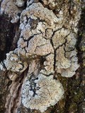 Degelia plumbea image