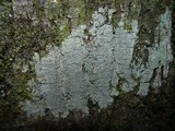 Pertusaria hymenea image