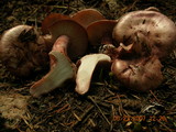 Hygrophorus purpurascens image
