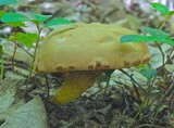 Phylloporus rhodoxanthus image