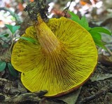 Phylloporus rhodoxanthus image