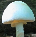 Amanita aestivalis image