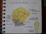 Buchwaldoboletus sphaerocephalus image