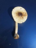 Amanita brunnescens image