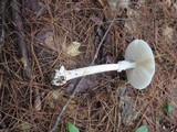 Amanita brunnescens image