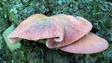 Fistulina hepatica image