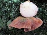 Fistulina hepatica image