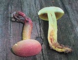 Baorangia bicolor image