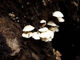 Panellus pusillus image