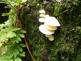 Panellus pusillus image