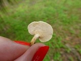 Panellus pusillus image