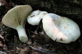 Lactarius piperatus image