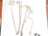 Gymnopus confluens image